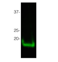 Goat anti-Rabbit IgG (H&L), DyLightŪ 800 conjugated, min, cross-reactivity to bovine, goat, human, mouse, rat IgG or serum proteins in the group Secondary Antibodies / Anti-Rabbit / Fluorescent / DyLightŪ / DyLightŪ 800 at Agrisera AB (Antibodies for research) (AS12 2460)